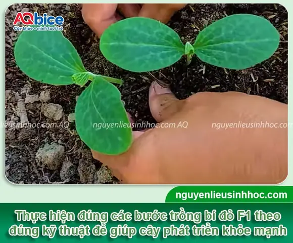Hướng Dẫn Trồng Bí Đỏ Hạt Đậu Lai F1 Chuẩn Kỹ Thuật: Toàn Quy Trình Từ Chọn Giống, Gieo Trồng Đến Chăm Sóc, Thu Hoạch Năng Suất Cao