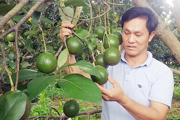 Cách Trồng Bơ Phù Hợp Với Khí Hậu: Kỹ Thuật Chọn Giống Và Chăm Sóc Cách Trồng Bơ Phù Hợp Với Khí Hậu: Kỹ Thuật Chọn Giống Và Chăm Sóc
