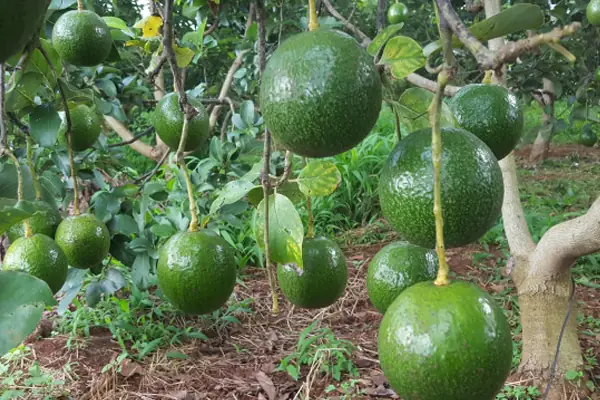 Cách Trồng Bơ Phù Hợp Với Khí Hậu: Kỹ Thuật Chọn Giống Và Chăm Sóc Cách Trồng Bơ Phù Hợp Với Khí Hậu: Kỹ Thuật Chọn Giống Và Chăm Sóc