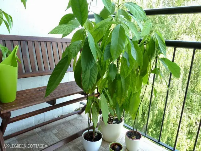 Cách Trồng Bơ Trên Sân Thượng: Chọn Giống, Trồng Chậu Và Chăm Sóc Cách Trồng Bơ Trên Sân Thượng: Chọn Giống, Trồng Chậu Và Chăm Sóc