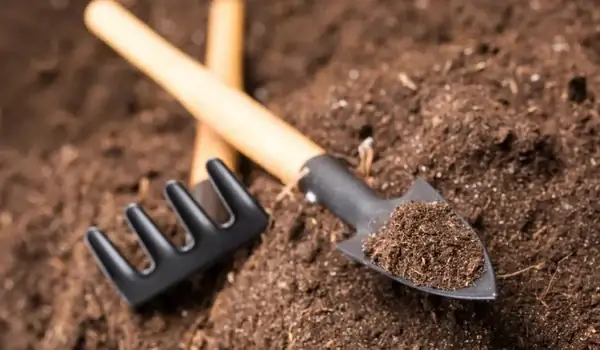 Cách Trồng Bông Cải Tại Nhà: Quy Trình Từ Hạt Đến Thu Hoạch