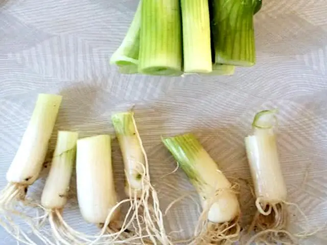 Hướng Dẫn Cách Trồng Bông Hành (hành Lá) Tại Nhà: 7 Phương Pháp Từ A-Z, Chăm Sóc & Thu Hoạch Quanh Năm Hướng Dẫn Cách Trồng Bông Hành (hành Lá) Tại Nhà: 7 Phương Pháp Từ A-Z, Chăm Sóc & Thu Hoạch Quanh Năm