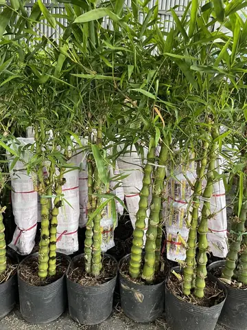 Cách Trồng Và Chăm Sóc Trúc Quan Âm (trúc Phật Bà) Ra Hoa Đẹp, Bền Lâu Cách Trồng Và Chăm Sóc Trúc Quan Âm (trúc Phật Bà) Ra Hoa Đẹp, Bền Lâu