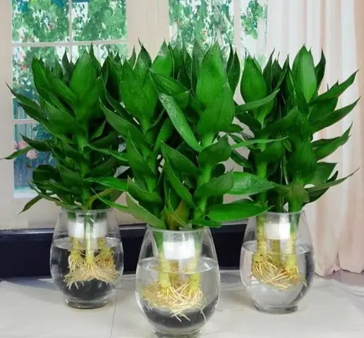 Cách Trồng Bonsai Thủy Sinh: Hướng Dẫn Chọn Cây, Setup Và Chăm Sóc
