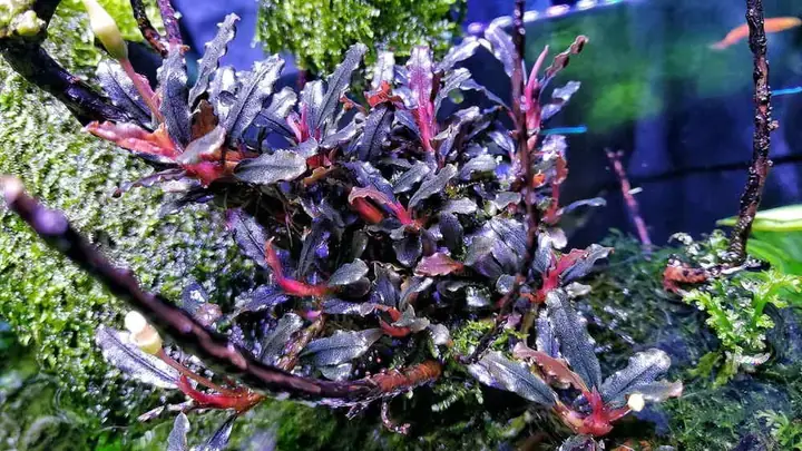 Hướng Dẫn Cách Trồng Bucep Lá Cạn (emersed) Từ A-Z: Nền, Độ Ẩm, Ánh Sáng & Xử Lý Rữa Lá