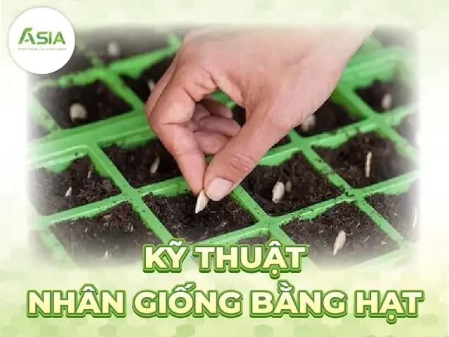 Cách Cắt Tỉa Cành Cây Bưởi Cho Người Trồng: Tạo Tán Khỏe, Ra Hoa Đều