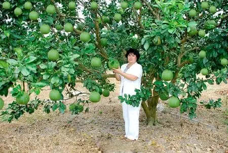 Cách Trồng Bưởi Da Xanh Ruột Đỏ: Kỹ Thuật Chăm Sóc Từ Giống Đến Thu Hoạch