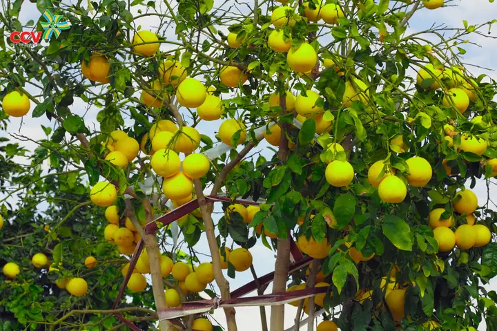 Cách Trồng Bưởi Hoàng Năng Suất Cao: Kỹ Thuật Canh Tác Cho Nhà Vườn Cách Trồng Bưởi Hoàng Năng Suất Cao: Kỹ Thuật Canh Tác Cho Nhà Vườn