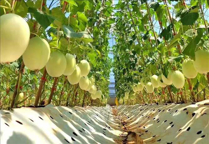 Cách Trồng Bưởi Hữu Cơ Cho Nhà Vườn: Quy Trình Từ Chọn Giống Đến Thu Hoạch