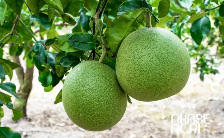 Cách Trồng Bưởi Hữu Cơ Cho Nhà Vườn: Quy Trình Từ Chọn Giống Đến Thu Hoạch