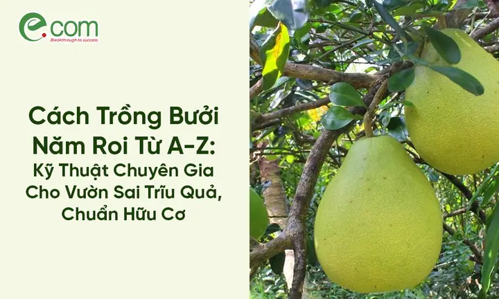 Cách Trồng Bưởi Hữu Cơ Cho Nhà Vườn: Quy Trình Từ Chọn Giống Đến Thu Hoạch