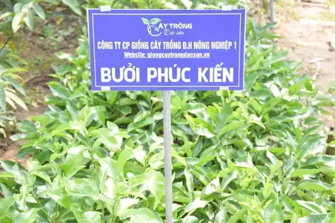 Cách Trồng Bưởi Phúc Kiến: Chuẩn Bị, Chăm Sóc Và Thu Hoạch Cách Trồng Bưởi Phúc Kiến: Chuẩn Bị, Chăm Sóc Và Thu Hoạch
