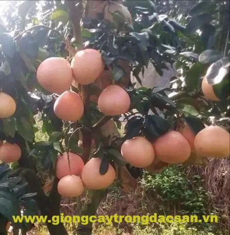 Cách Trồng Bưởi Phúc Kiến: Chuẩn Bị, Chăm Sóc Và Thu Hoạch Cách Trồng Bưởi Phúc Kiến: Chuẩn Bị, Chăm Sóc Và Thu Hoạch