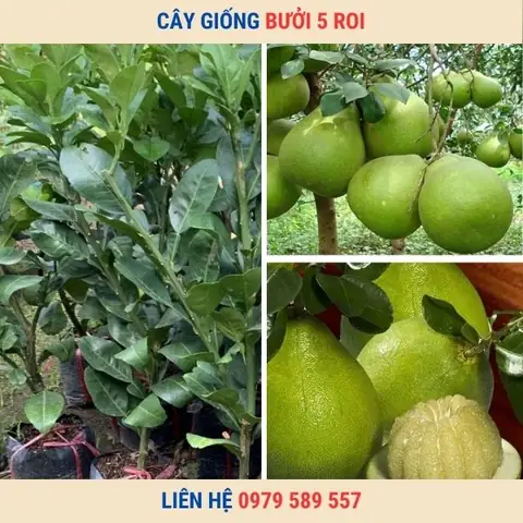 Cách Trồng Bưởi Tốt Nhất (chuẩn Kỹ Thuật): Toàn Tập Chọn Giống, Trồng, Chăm Sóc Và Kích Hoa Cho Năng Suất Cao Cách Trồng Bưởi Tốt Nhất (chuẩn Kỹ Thuật): Toàn Tập Chọn Giống, Trồng, Chăm Sóc Và Kích Hoa Cho Năng Suất Cao