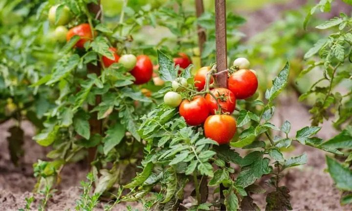 Cách Trồng Cà Chua Từ Hạt Đến Thu Hoạch: Hướng Dẫn Chi Tiết Cho Người Mới