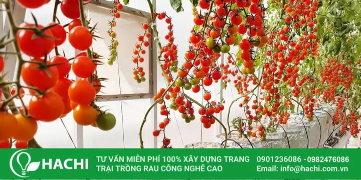Cách Trồng Cà Chua Leo Giàn Bằng Thủy Canh Tại Nhà