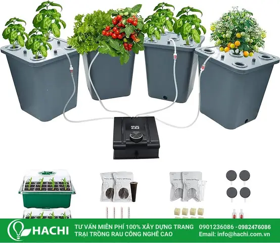 Cách Trồng Cà Chua Leo Giàn Bằng Thủy Canh Tại Nhà