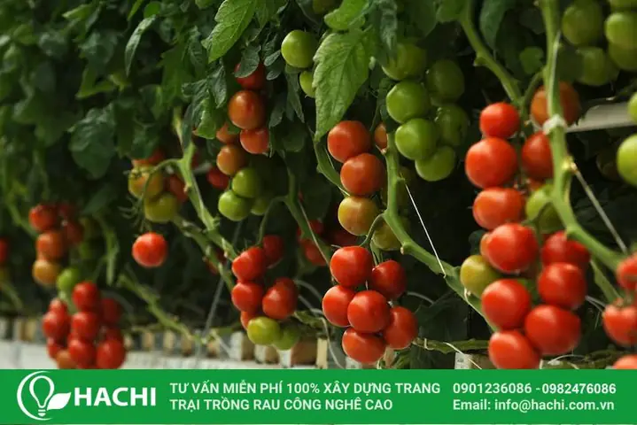 Cách Trồng Cà Chua Leo Giàn Bằng Thủy Canh Tại Nhà