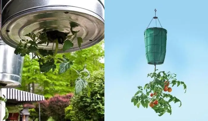 Cách Trồng Cà Chua Lộn Ngược Bằng Thùng Nhựa: Quy Trình Tại Nhà Và Cách Chăm Sóc