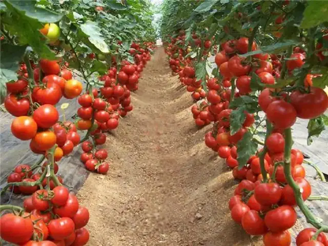 Cách Trồng Cà Chua Năng Suất Cao: Hướng Dẫn Từ Chọn Giống Đến Thu Hoạch Cách Trồng Cà Chua Năng Suất Cao: Hướng Dẫn Từ Chọn Giống Đến Thu Hoạch