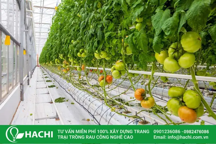 Cách Trồng Cà Chua Trong Nước Bằng Thủy Canh Tại Nhà Cách Trồng Cà Chua Trong Nước Bằng Thủy Canh Tại Nhà