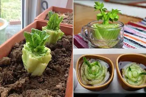 Cách Trồng Cà Rốt Trong Cốc: Hướng Dẫn Thủy Canh Từ Đầu Củ, Không Cần Hạt Giống Cách Trồng Cà Rốt Trong Cốc: Hướng Dẫn Thủy Canh Từ Đầu Củ, Không Cần Hạt Giống