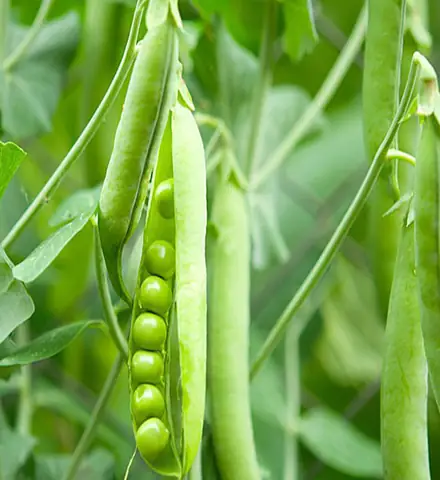 Cách Trồng Các Loại Đậu: Kỹ Thuật Gieo, Chăm Sóc Và Thu Hoạch
