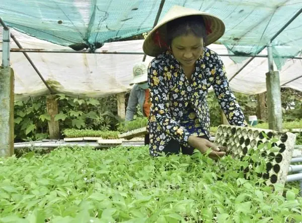 Cách Trồng Các Loại Hạt Giống Tại Nhà: Hướng Dẫn Ươm, Gieo Và Chăm Sóc Cây Cách Trồng Các Loại Hạt Giống Tại Nhà: Hướng Dẫn Ươm, Gieo Và Chăm Sóc Cây