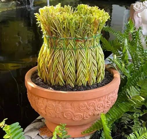 Cách Trồng Các Loại Hoa Tại Nhà Để Kinh Doanh: Từ Chọn Giống, Chăm Sóc Đến Bán Hàng Cách Trồng Các Loại Hoa Tại Nhà Để Kinh Doanh: Từ Chọn Giống, Chăm Sóc Đến Bán Hàng