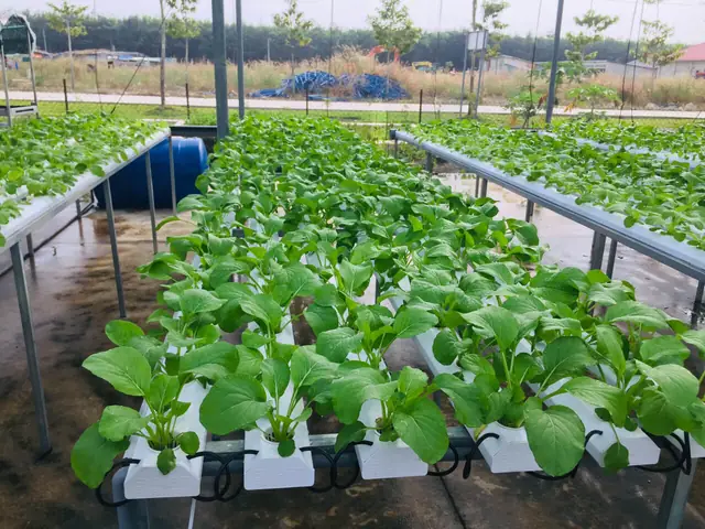 Hướng Dẫn Trồng Rau Sạch Tại Nhà Quanh Năm: Quy Trình A-Z Từ Chọn Giống, Chuẩn Bị Đến Chăm Sóc, Thu Hoạch Cho Người Mới Bắt Đầu Hướng Dẫn Trồng Rau Sạch Tại Nhà Quanh Năm: Quy Trình A-Z Từ Chọn Giống, Chuẩn Bị Đến Chăm Sóc, Thu Hoạch Cho Người Mới Bắt Đầu