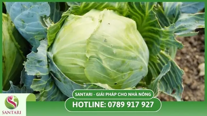 Hướng Dẫn Kỹ Thuật Trồng Cải Bắp Trái Vụ Chuẩn Quy Trình, Năng Suất Cao Từ A-Z