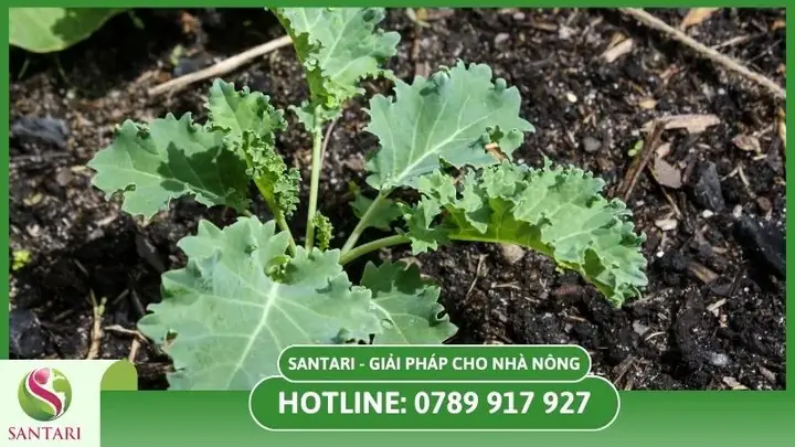 Hướng Dẫn Kỹ Thuật Trồng Cải Bắp Trái Vụ Chuẩn Quy Trình, Năng Suất Cao Từ A-Z