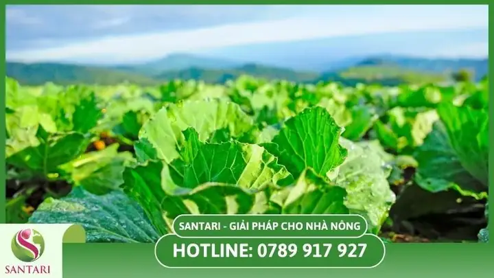 Hướng Dẫn Kỹ Thuật Trồng Cải Bắp Trái Vụ Chuẩn Quy Trình, Năng Suất Cao Từ A-Z