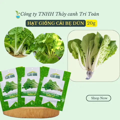 Hướng Dẫn Trồng Cải Bẹ Dún Thủy Canh Tại Nhà Từ A-Z: Quy Trình, Chuẩn TDS/EC, Và 5 Sai Lầm Phải Tránh
