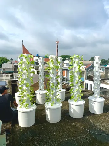 Hướng Dẫn Cách Trồng Cải Bẹ Xanh Mỡ Thủy Canh Tại Nhà Từ A-Z: Kỹ Thuật, Dinh Dưỡng & Bí Quyết Rau Sạch, Ngon