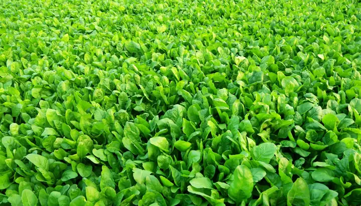 Cách Trồng Cải Bó Xôi Tại Nhà Thành Công: Quy Trình Chuẩn Từ Chọn Giống, Ủ Hạt Đến Chăm Sóc, Thu Hoạch Nhiều Lần