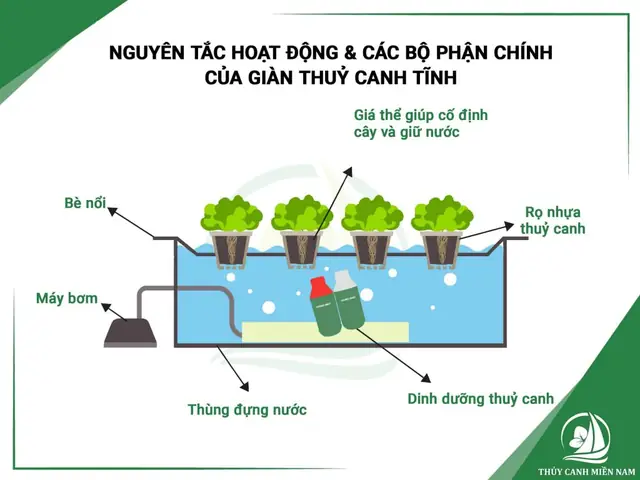 Hướng Dẫn Trồng Cải Dún Bằng Phương Pháp Thủy Canh Tĩnh Từ A-Z