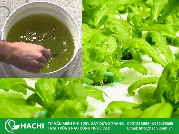 Cách Trồng Cải Dún Thủy Canh Tại Nhà: Quy Trình A-Z Cho Rau Sạch Cách Trồng Cải Dún Thủy Canh Tại Nhà: Quy Trình A-Z Cho Rau Sạch