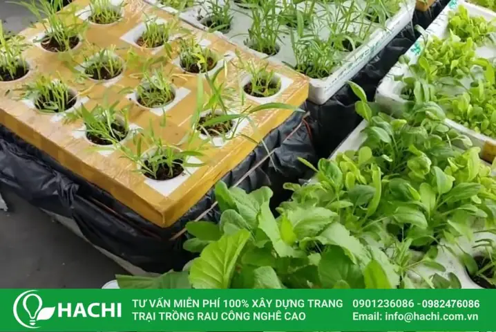 Cách Trồng Cải Dún Thủy Canh Tại Nhà: Quy Trình A-Z Cho Rau Sạch Cách Trồng Cải Dún Thủy Canh Tại Nhà: Quy Trình A-Z Cho Rau Sạch