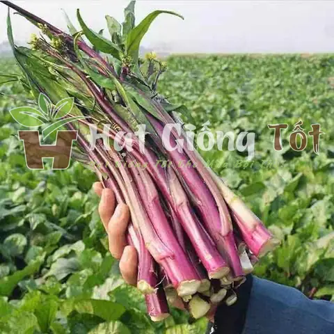 Hướng Dẫn Cách Trồng Cải Ngồng Đỏ Tại Nhà Từ A-Z: Kỹ Thuật Gieo, Chăm, Bón, Thu Hoạch Sạch Bệnh Cho Người Mới Bắt Đầu Hướng Dẫn Cách Trồng Cải Ngồng Đỏ Tại Nhà Từ A-Z: Kỹ Thuật Gieo, Chăm, Bón, Thu Hoạch Sạch Bệnh Cho Người Mới Bắt Đầu