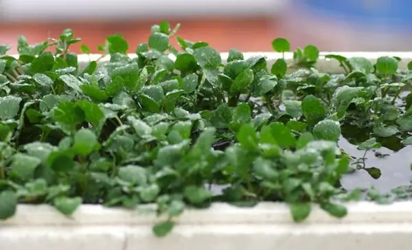 Hướng Dẫn Trồng Cải Xoong Hàn Quốc Thủy Canh Tại Nhà: Quy Trình A-Z Từ Chuẩn Bị Đến Thu Hoạch Hướng Dẫn Trồng Cải Xoong Hàn Quốc Thủy Canh Tại Nhà: Quy Trình A-Z Từ Chuẩn Bị Đến Thu Hoạch