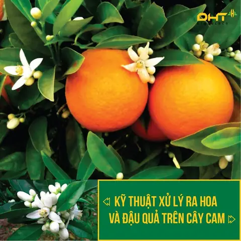 Cách Làm Đậu Quả Lan Cẩm Cù: Kỹ Thuật Thụ Tinh Thủ Công & Chăm Sóc Giữ Quả Hiệu Quả