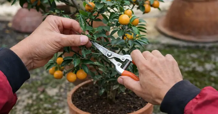 Cách Trồng Cây Tắc (quất) Từ Hạt Cho Người Mới Tại Nhà