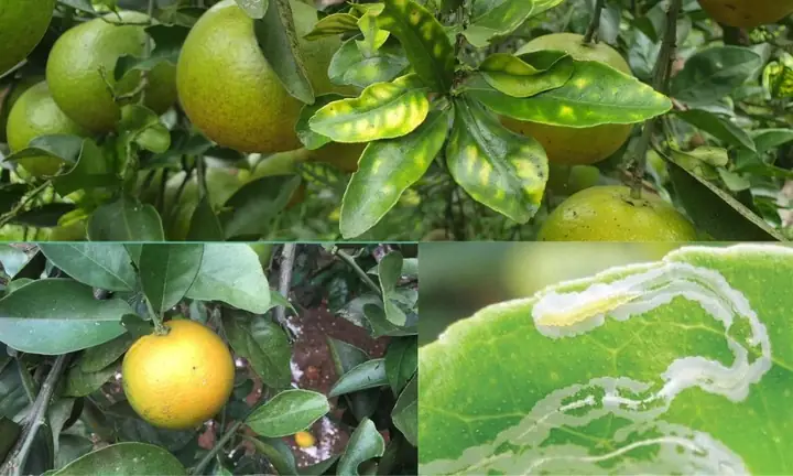 Hướng Dẫn Cách Trồng Cam Quýt Đúng Kỹ Thuật: Từ Chọn Đất, Giống Đến Chăm Sóc, Thu Hoạch (kèm Phân Biệt Cẩm Tú Cầu)