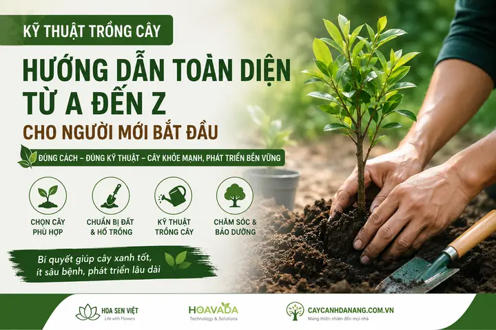 Cách Trồng Và Chăm Sóc Cây Sanh Trong Nhà, Ngoài Trời Cho Người Mới
