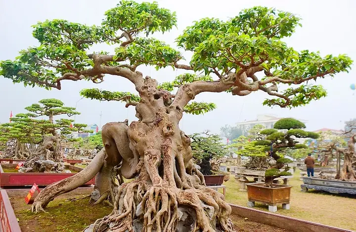 Cách Trồng Và Chăm Sóc Cây Sanh Trong Nhà, Ngoài Trời Cho Người Mới