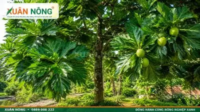 Cách Trồng Cà Rốt Mini Trong Chậu Tại Nhà Cho Người Mới: Từ Hạt Đến Thu Hoạch