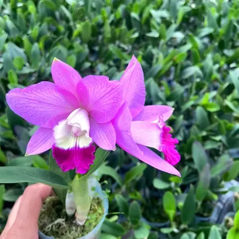 Cách Trồng Cattleya Cấy Mô Từ Chai: Hướng Dẫn Ra Chậu Và Chăm Sóc