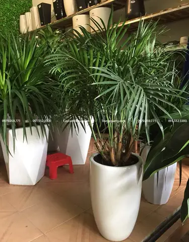 Cách Trồng Cau Phú Quý Tại Nhà: Nhân Giống, Trồng Chậu Và Chăm Sóc