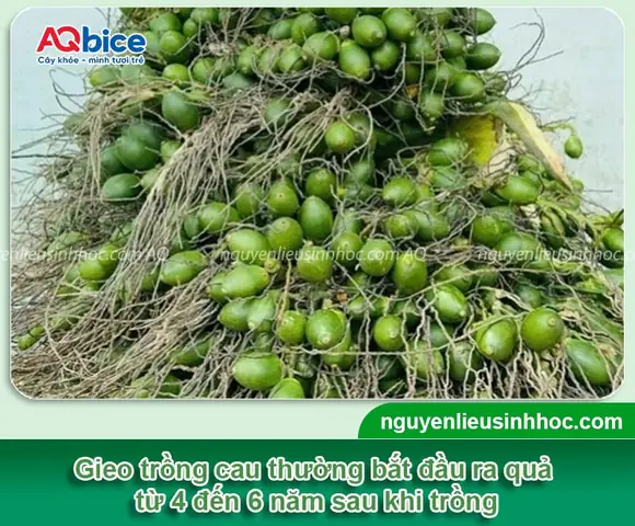 Cách Trồng Cau Từ Hạt: Ươm Cây Cau Giống Từ Quả Chín Tại Nhà